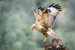 Buteo rufinus