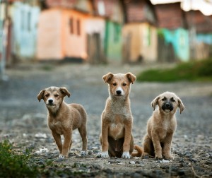 The Three Musketeers