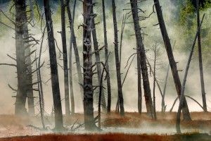 Dead Wood