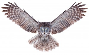 Power - Great Grey Owl