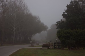 Morning Mist by Jonathan Babb 