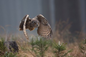 Eurasian Eagle-Owl by Milan Zygmunt 