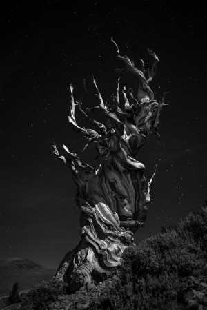 Grand, Grand, Grand-pa's tree