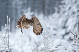 Eurasian eagle-owl