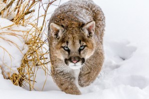 Sneaky Cougar by Mike Centioli 
