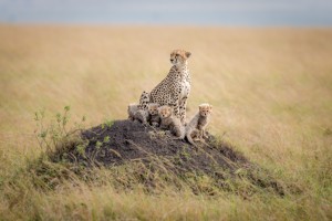 Regal Protector by Ted Taylor 
