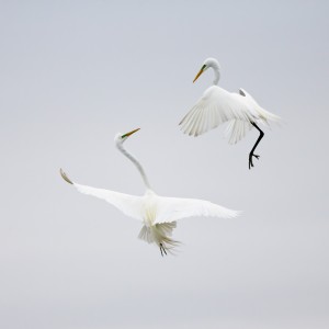 Dancing in the Air by Karen Wang 
