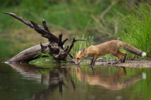 Red Fox by Milan Zygmunt 