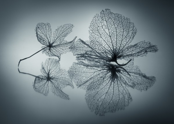 Ephemeral Beauty  Print
