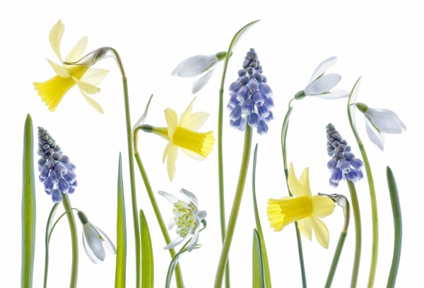 Spring Print