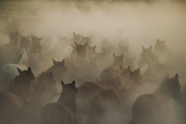 in dust Print