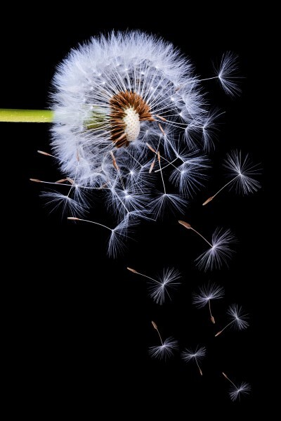 Dandelion Blowing Print