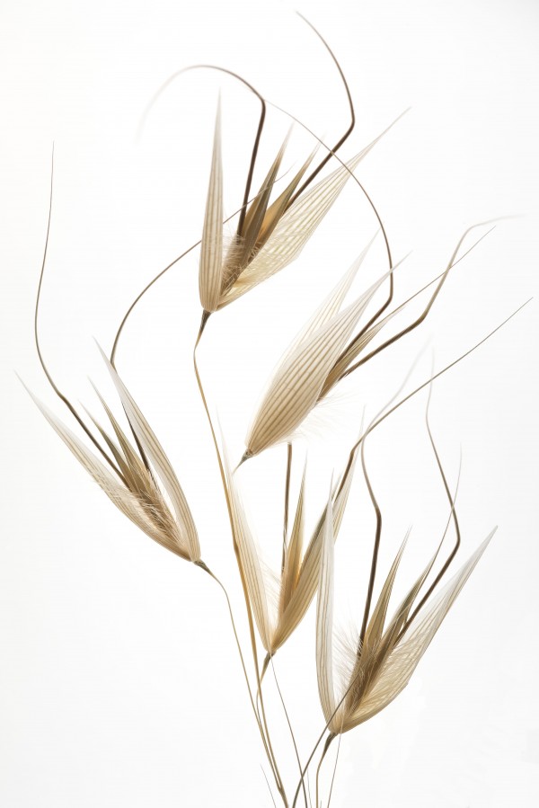 Delicacy of nature Print