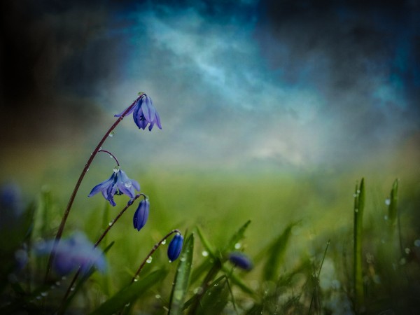 After the spring rain Imprimer