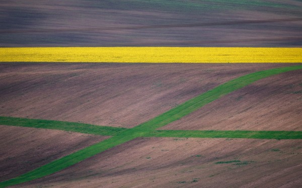 Painting the fields  Print