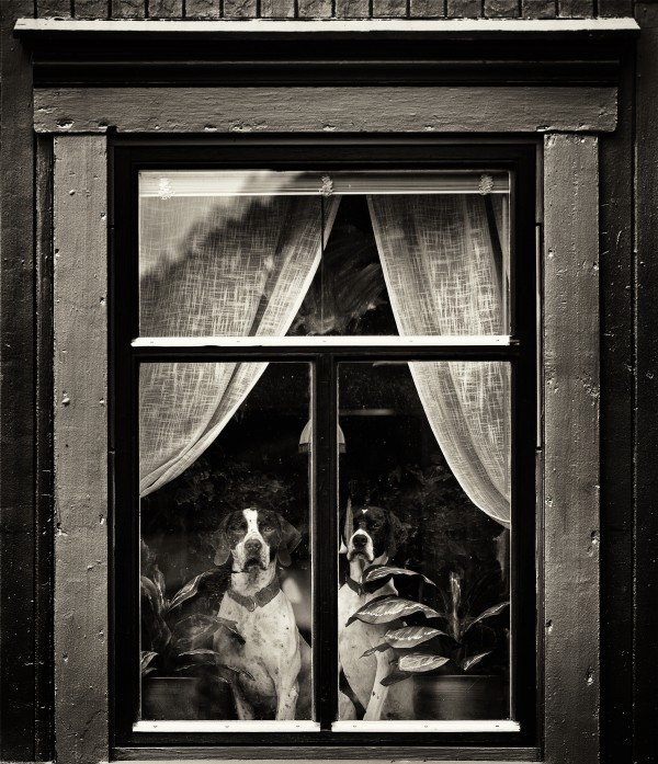 Dogs Print