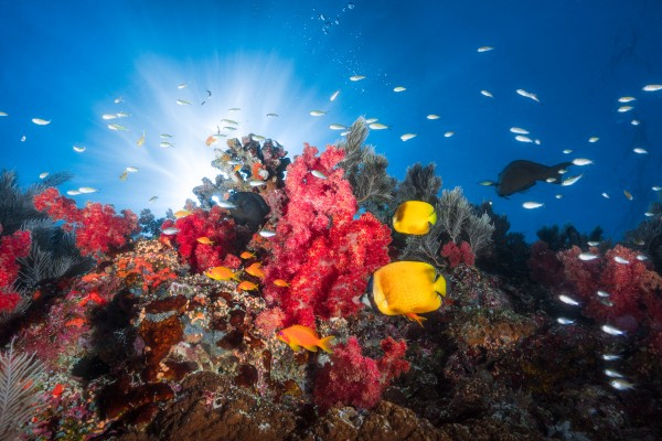 Reef life Print