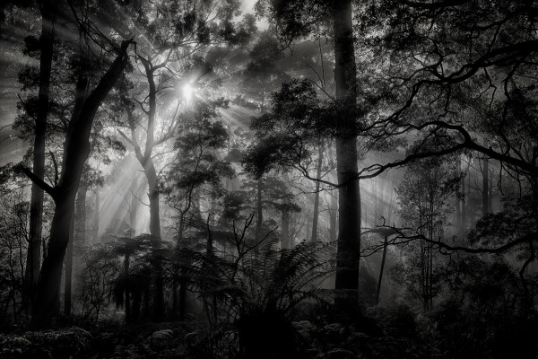 Primary forest Print