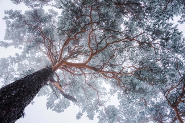 Winter tree lines  Print