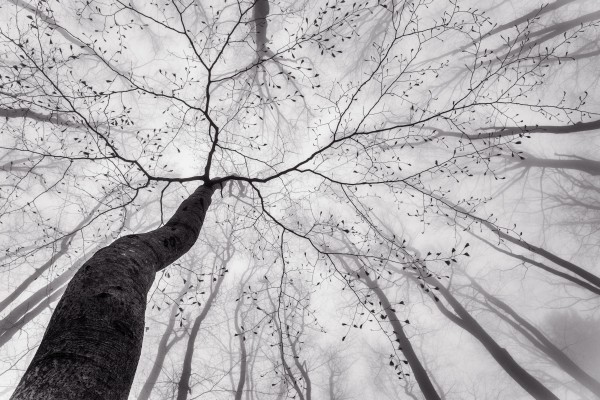 A view of the tree crown  Imprimer