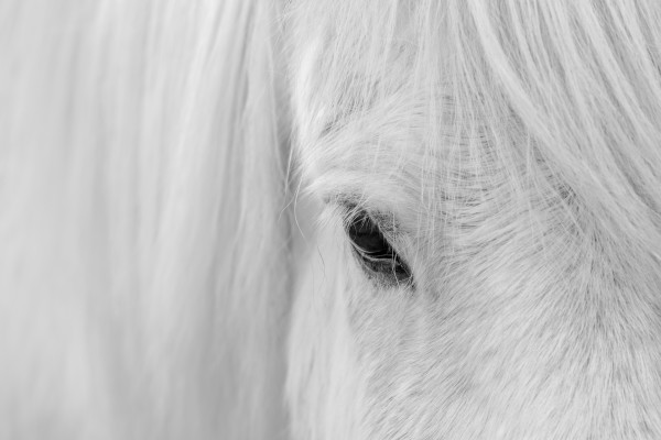Whisper of Iceland  Print