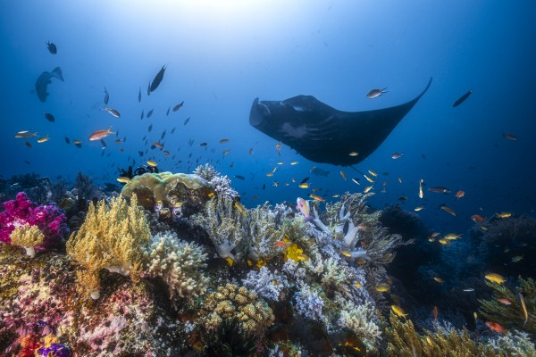 Manta reef on the reef Print