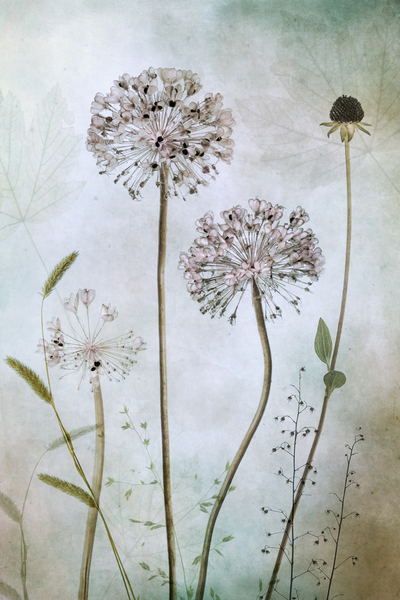 Allium Print