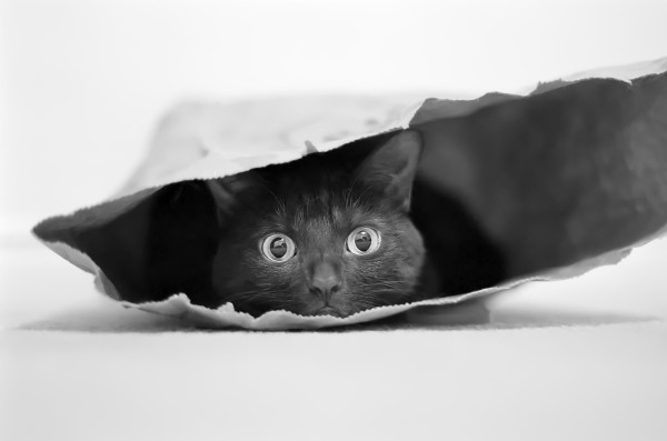 Cat in a bag Print
