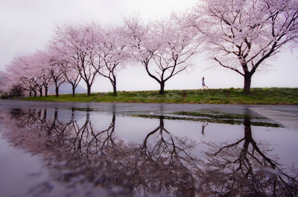 Rain of spring Print