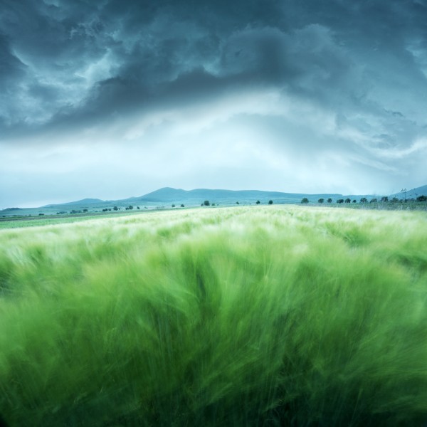 Barley Field by 1x