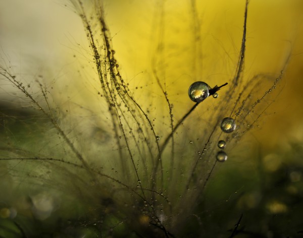 A golden morning shower by 1x