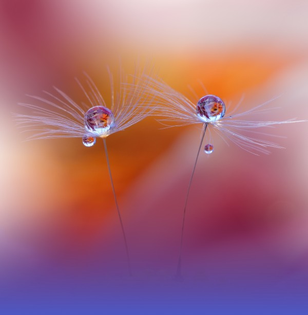 Two Worlds by Juliana Nan  Print