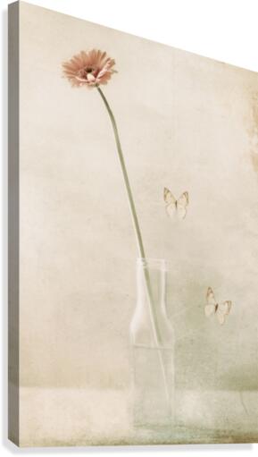 Miss Daisy Canvas Print