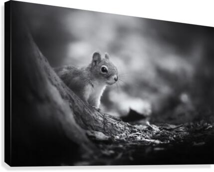 In the woods Canvas Print