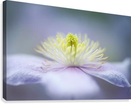 Mayleen Canvas Print