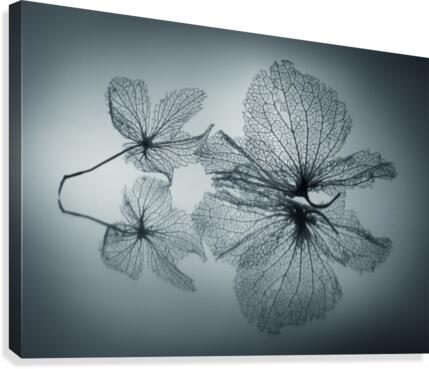 Ephemeral Beauty  Canvas Print