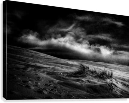 marram grass Canvas Print