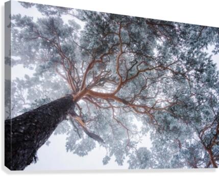 Winter tree lines  Canvas Print
