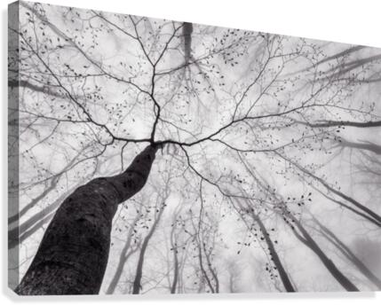 A view of the tree crown  Impression sur toile