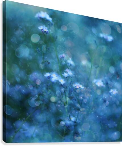 Blue Serenity  Canvas Print