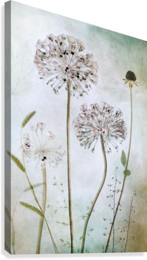 Allium Canvas Print