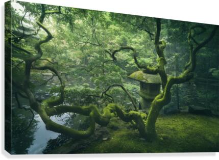 Japanese Tree Canvas Print