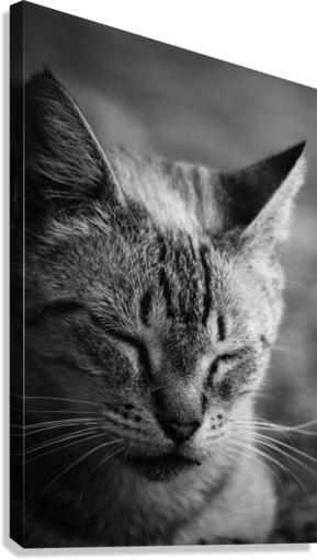 Close to the sunlight Canvas Print