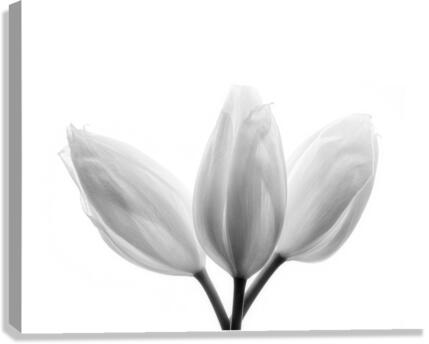 Trinity Canvas Print