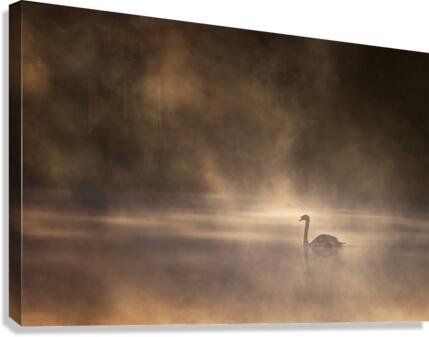 Foggy morning  Canvas Print