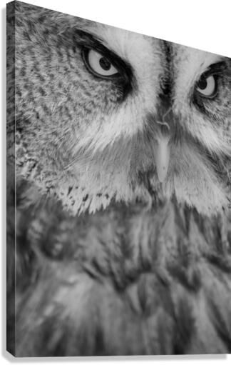 Great Grey Owl close-up  Canvas Print