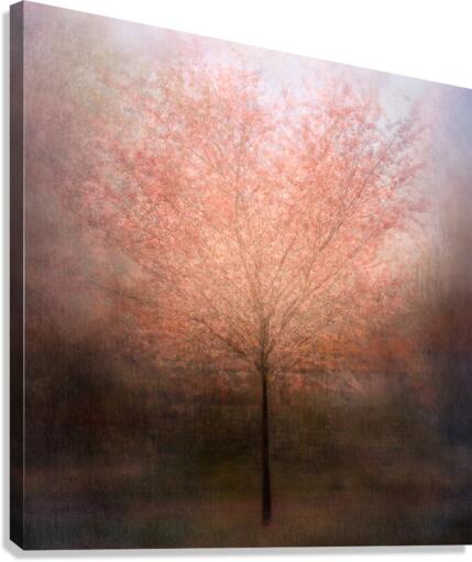 Dream come true  Canvas Print