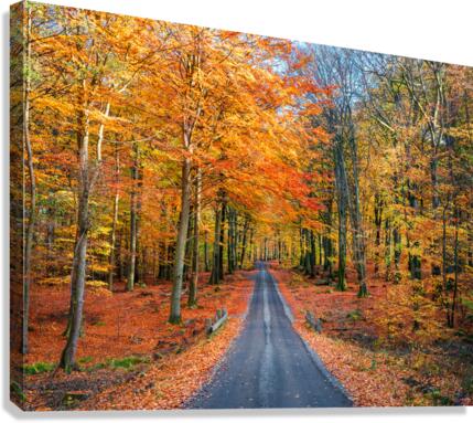 Road into autumn  Canvas Print