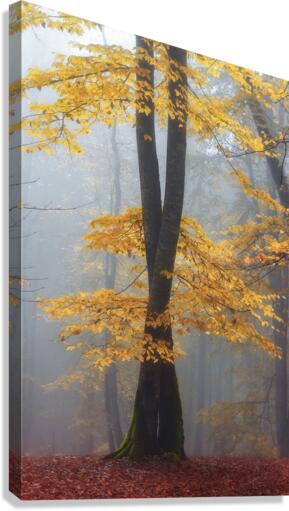 Loving trees  Canvas Print