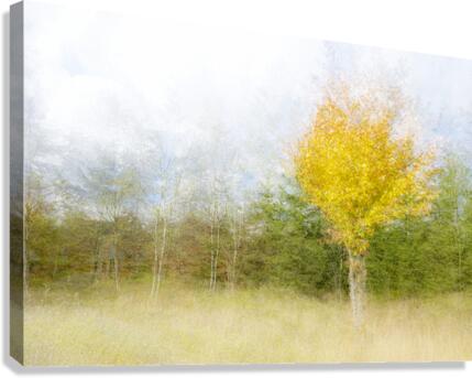 Impressionistic birch Canvas Print
